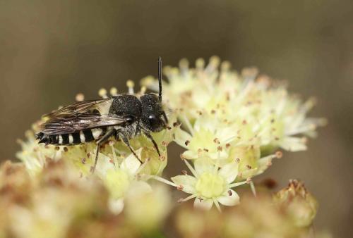 Réf. 191 994 : Coelioxys sp.